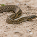 Coastal House Snake - Photo (c) martin_montefrio, some rights reserved (CC BY-NC), uploaded by martin_montefrio