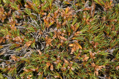 Dracophyllum pronum