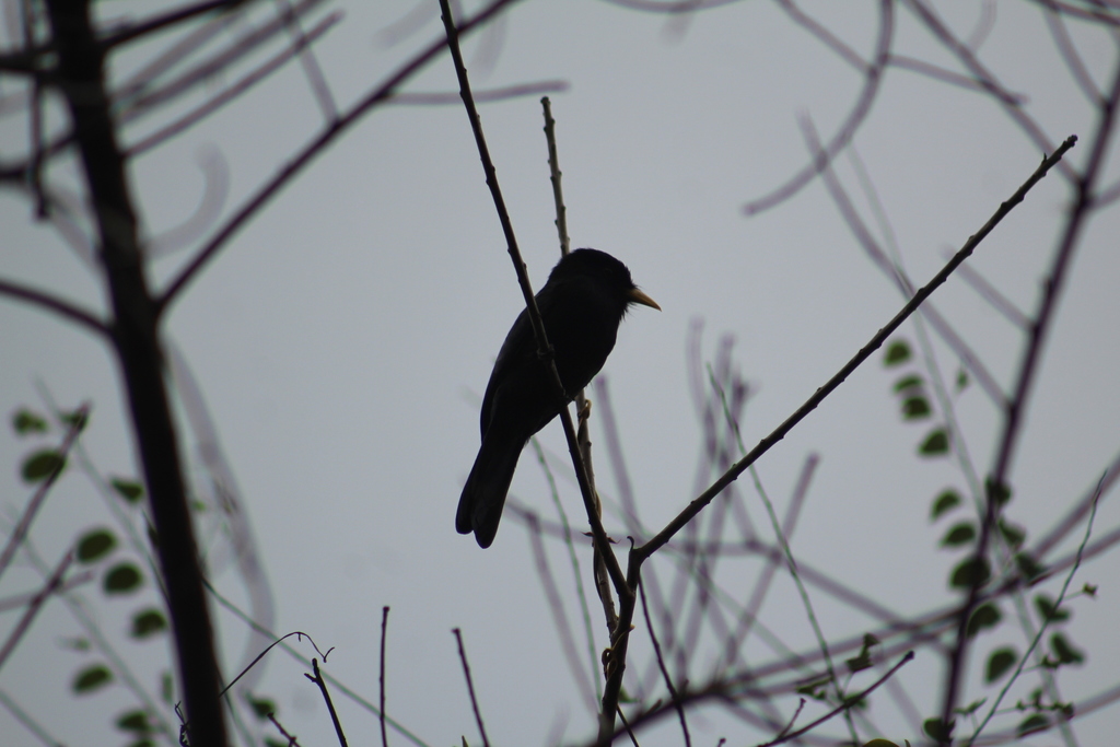 Yellow-billed Nunbird