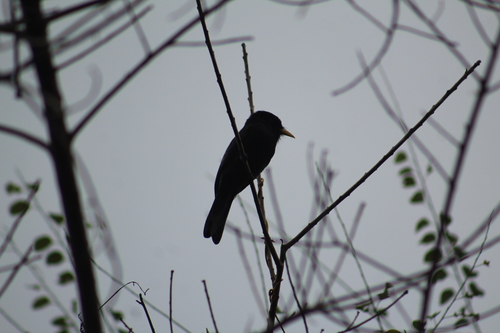 Yellow-billed Nunbird