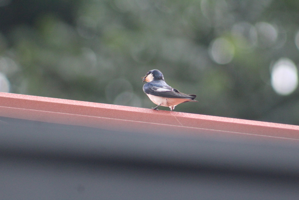 White-winged Swallow