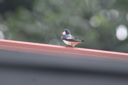 White-winged Swallow