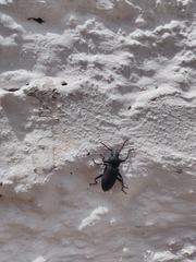 Tenebrionidae
