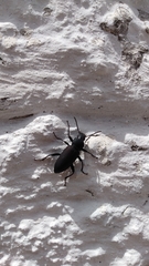 Tenebrionidae