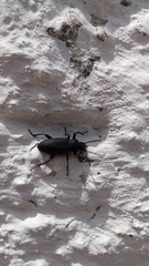Tenebrionidae