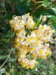 Miconia crocea