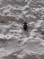 Tenebrionidae