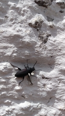 Tenebrionidae