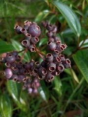 Miconia crocea