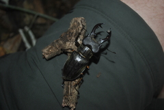 Lucanus boileaui