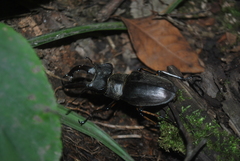 Lucanus boileaui