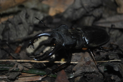 Lucanus boileaui
