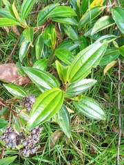 Miconia crocea