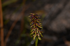 Genoplesium bishopii