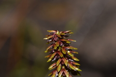 Genoplesium bishopii