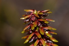 Genoplesium bishopii