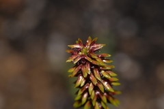 Genoplesium bishopii