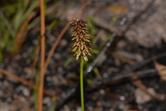 Genoplesium bishopii