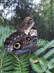 Caligo martia
