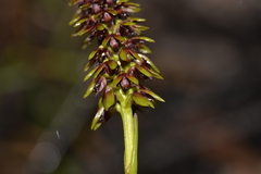 Genoplesium bishopii