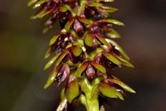 Genoplesium bishopii