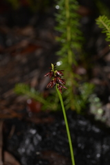 Genoplesium bishopii