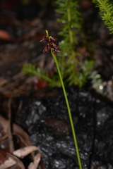 Genoplesium bishopii