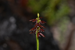 Genoplesium bishopii