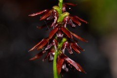 Genoplesium bishopii