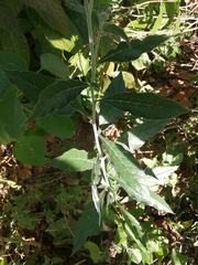Tournefortia hartwegiana