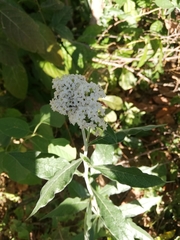 Tournefortia hartwegiana