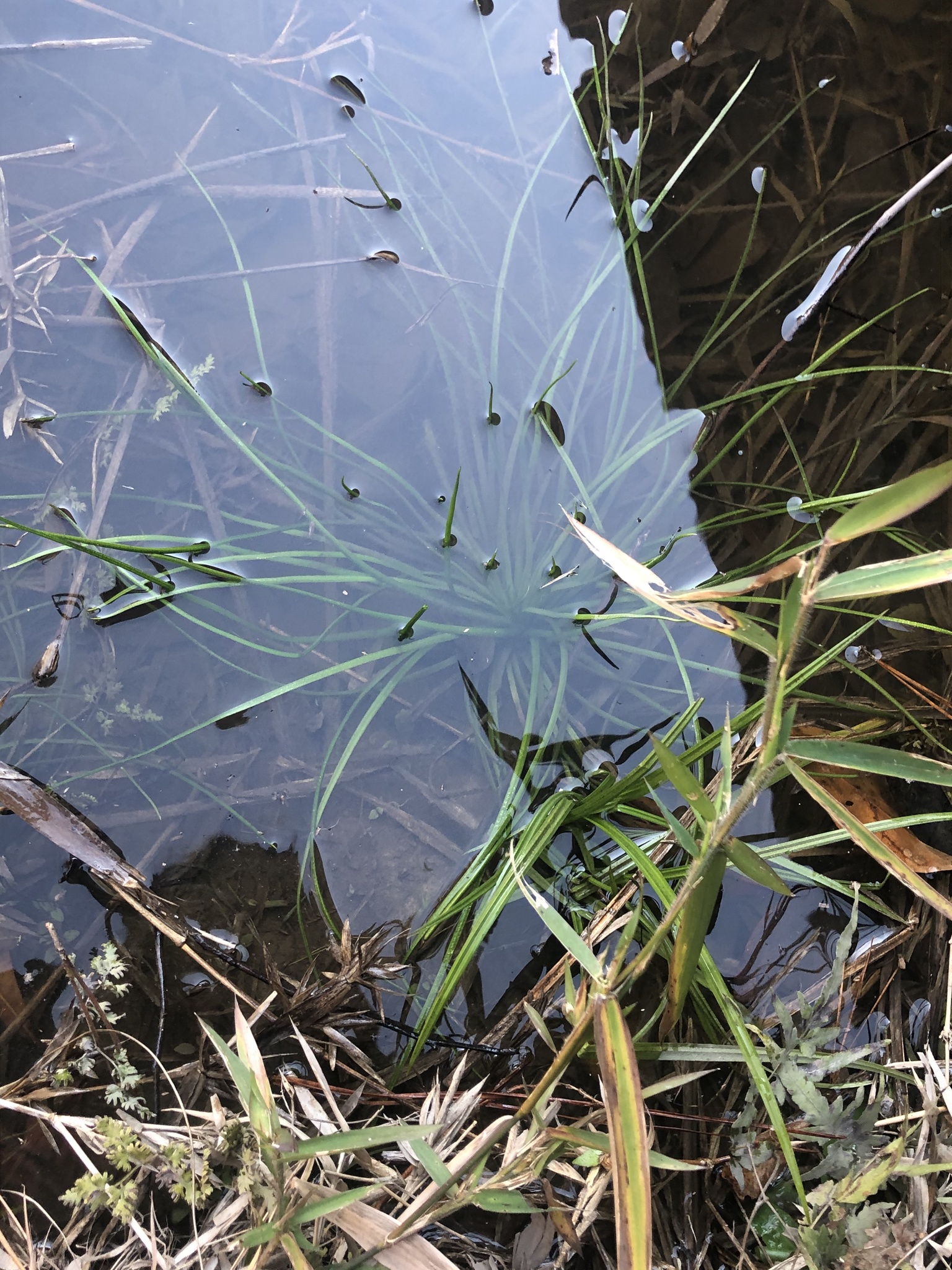 Isoetes mississippiensis