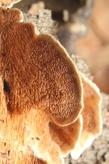 Steccherinum rawakense