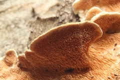 Steccherinum rawakense