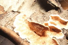 Steccherinum rawakense