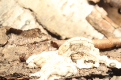 Steccherinum rawakense