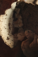 Steccherinum rawakense