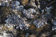 Dermatocarpon intestiniforme