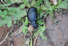 Meloe tuccius