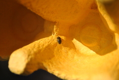 Glischrochilus hortensis