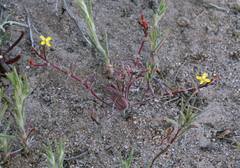 Camissonia pusilla