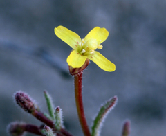 Camissonia pusilla