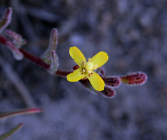 Camissonia pusilla
