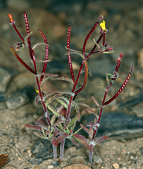 Camissonia pusilla