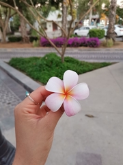 Plumeria rubra