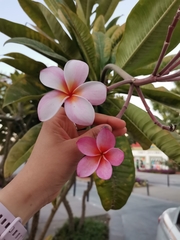 Plumeria rubra