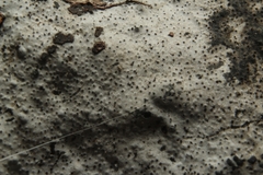 Lyomyces sambuci