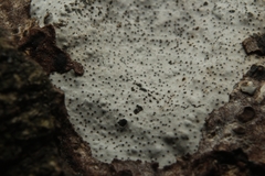 Lyomyces sambuci