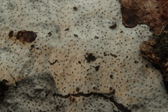 Lyomyces sambuci