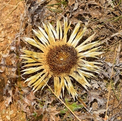 Carlina acanthifolia